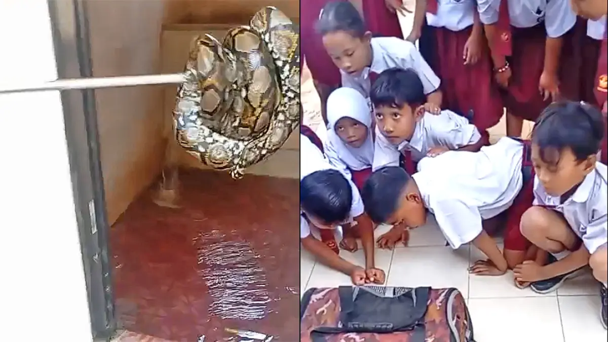 Ular piton yang berhasil dievakuasi dari kamar kecil mandi SDN 1 Benculuk jadi tontonan siswa pada Senin (13/7). Petugas mengevakuasi ular sepanjang 1,5 meter dari dalam kamar mandi sekolah (foto kanan). (Heri Siswanto for Radar Banyuwangi)
