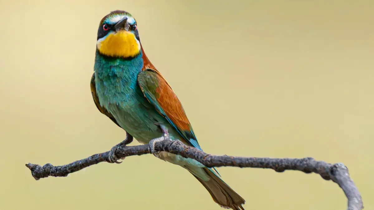 Ilustrasi - Karantina Satpel Ketapang Banyuwangi menggagalkan penyelundupan sekitar 200 burung liar tanpa dokumen karantina yang dikirim dari Bali ke Wonogiri. (Pexels/Jesús Esteban San José)