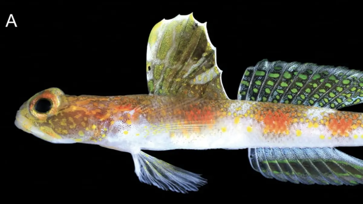 BRIN menemukan spesies baru ikan hias laut Tomiyamichthys oriens di perairan Banyuwangi. (ZooKeys)