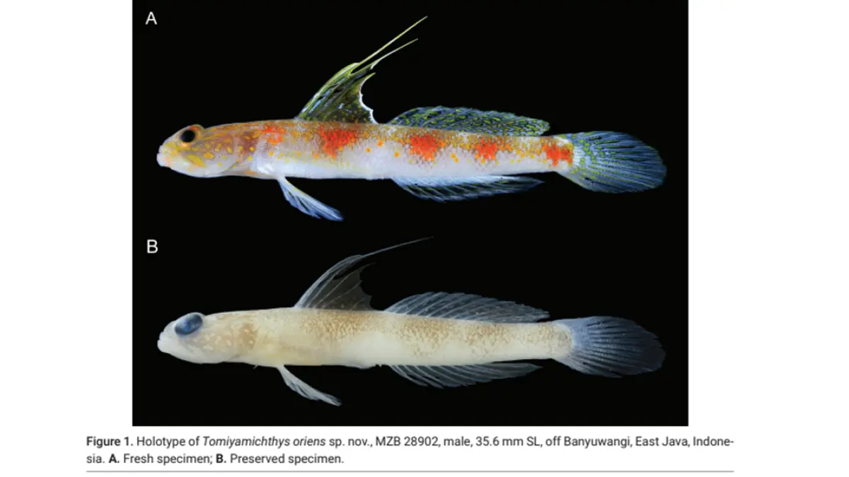 BRIN ungkap temuan spesies baru ikan gobi udang asal Banyuwangi, dipublikasikan di jurnal dunia. (https://s.brin.go.id/l/Tomiyamichthys oriens)