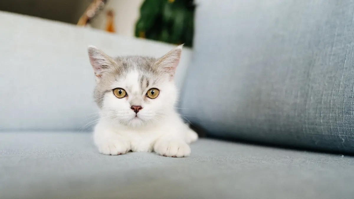 Fenomena anak rantau memelihara anabul semakin berkembang. (Pexels/Tranmautritam)