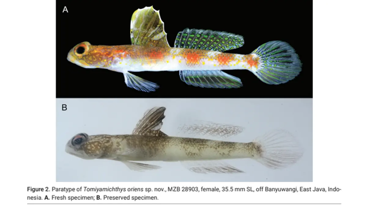 Spesies Ikan Baru ditemukan di Banyuwangi, diberi nama Tomiyamichthys oriens. (https://s.brin.go.id/l/Tomiyamichthys oriens)