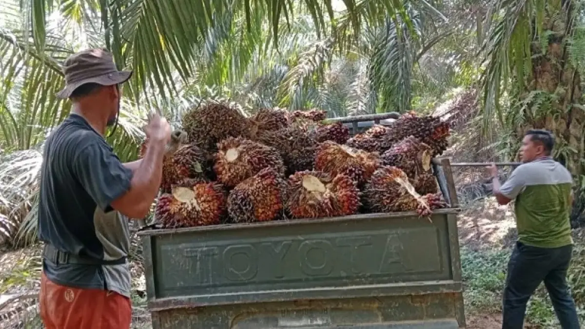 Harga tandan buah segar (TBS) sawit Riau periode 22-28 Juli 2026 mengalami kenaikan. (Riau Pos)