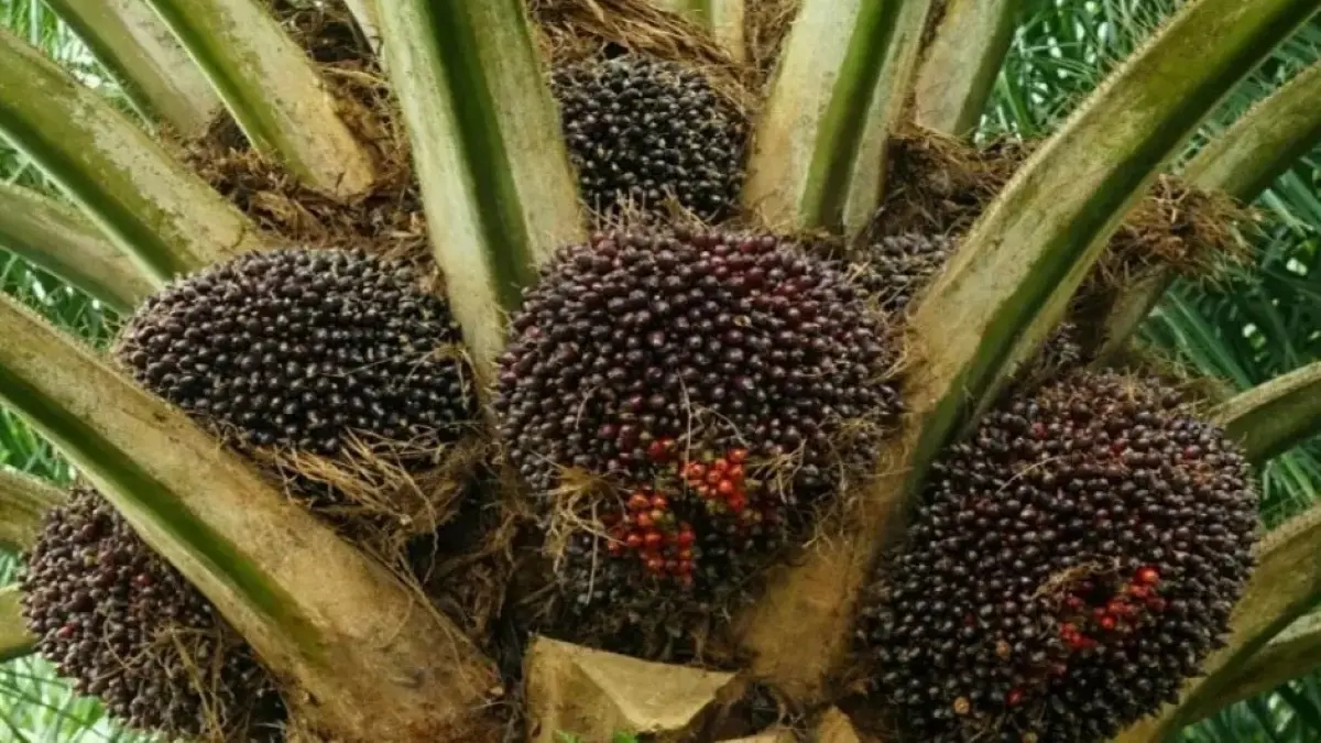 Penggabungan PalmCo dan Agrinas Palma dinilai menjadi langkah strategis memperkuat industri sawit nasional. (Radar Mojokerto)