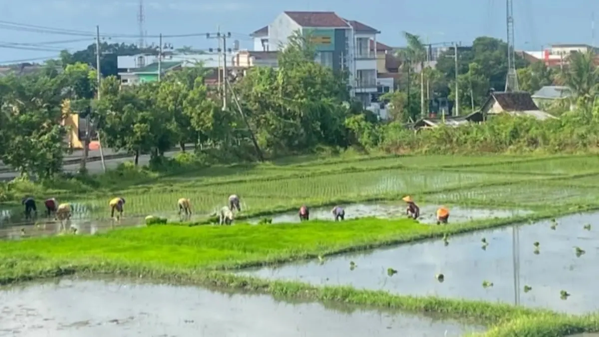 Petani di kawasan perkotaan Banyuwangi mulai menanam padi memanfaatkan musim hujan, air, dan sinar matahari. (Anita untuk Radar Banyuwangi)