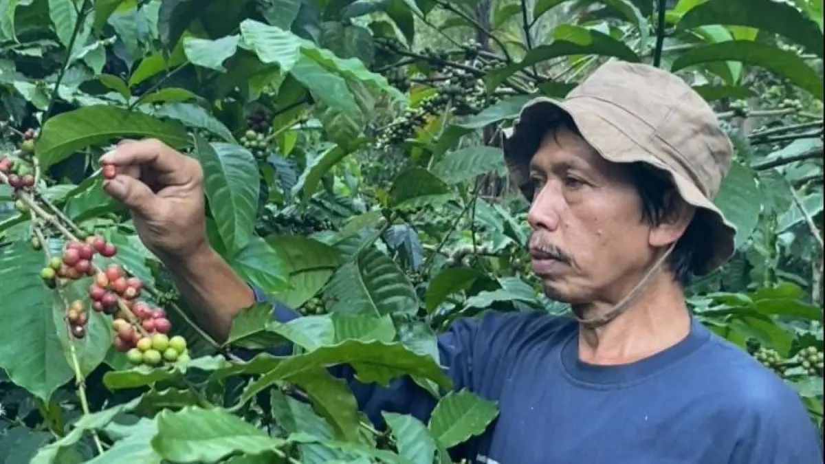 Perjalanan kopi Banyuwangi dimulai dari kebun rakyat di Gombengsari dan Kalibaru, melalui proses pascapanen yang ketat hingga menjadi produk bernilai ekonomi. (Rahma untuk Radar Banyuwangi)