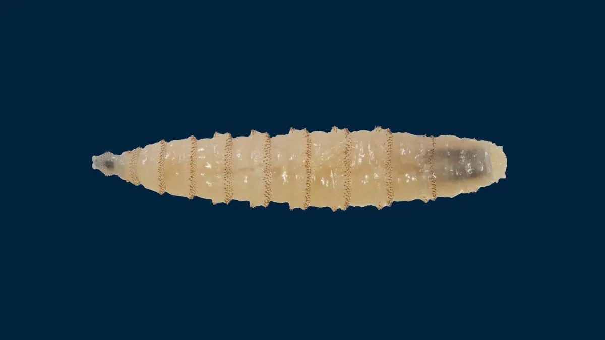 USDA mengonfirmasi kemunculan kembali New World Screwworm di Texas dan New Mexico setelah lebih dari enam dekade. (Phys)