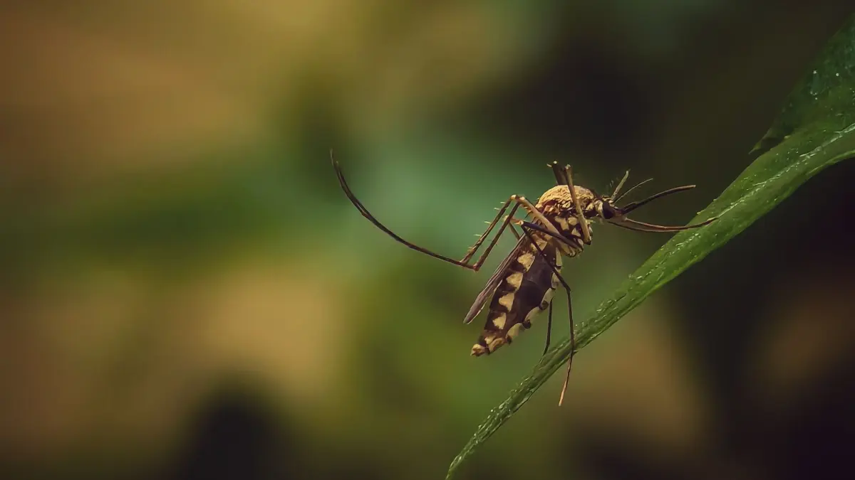 Teknologi Wolbachia menghadirkan cara baru mengendalikan demam berdarah. (Pexels/Garuda)