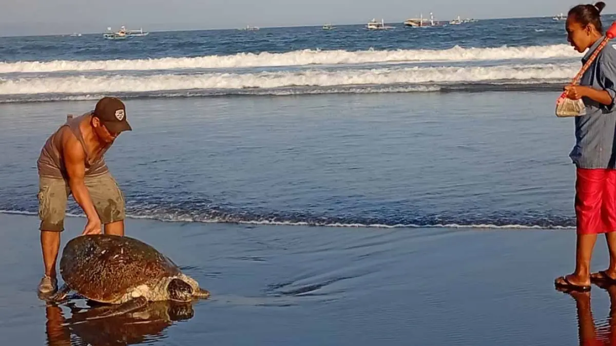 HEWAN DILINDUNGI: Warga mengevakuasi bangkai penyu yang ditemukan di Pantai Grajagan pada Selasa sore (28/7). (Suyono for Radar Banyuwangi)