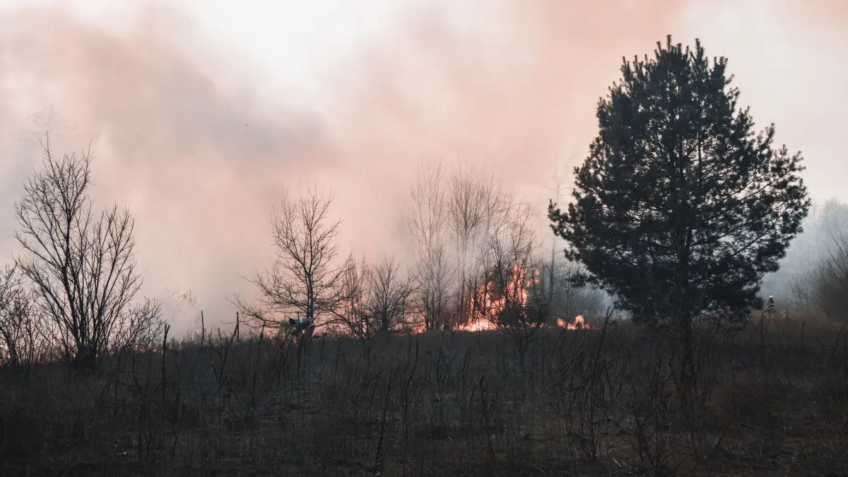 Asap kebakaran hutan ternyata menyimpan ancaman kesehatan. (Pexels/Vladyslav Dukhin)