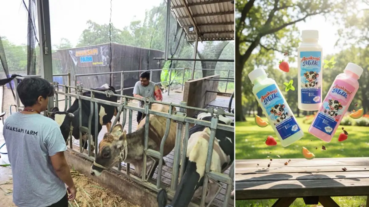 Kelompok Ternak Sumber Karanglo memiliki lebih dari 58 ekor sapi perah dengan produksi mencapai lebih dari 400 liter susu setiap harinya. (foto: BRI)