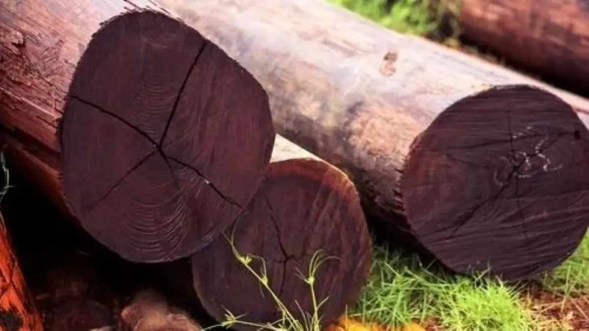 Kenali lima jenis kayu terbaik di Indonesia. (Indonesia Travel)
