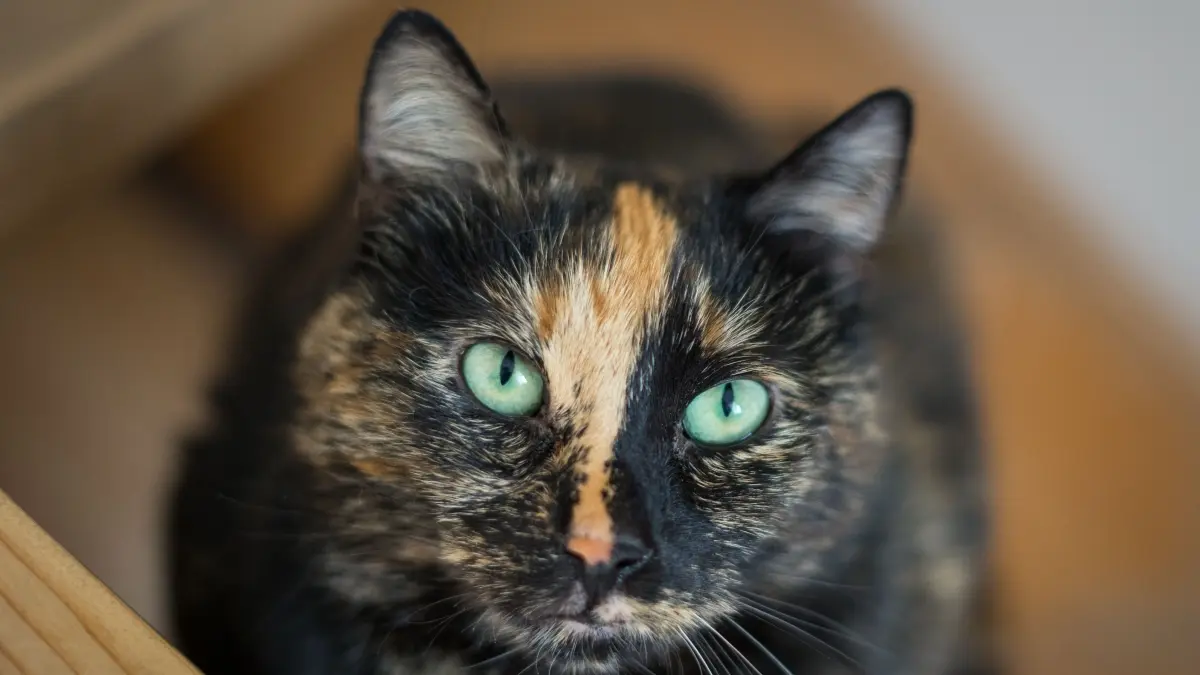 Kucing tortie. (Pexels/Jonas Thomann)