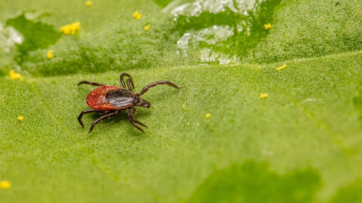 LymeAlert, alat tes mandiri pendeteksi bakteri penyebab penyakit Lyme dari kutu, dijadwalkan meluncur Agustus 2026. (Pexels/Erik Karits)