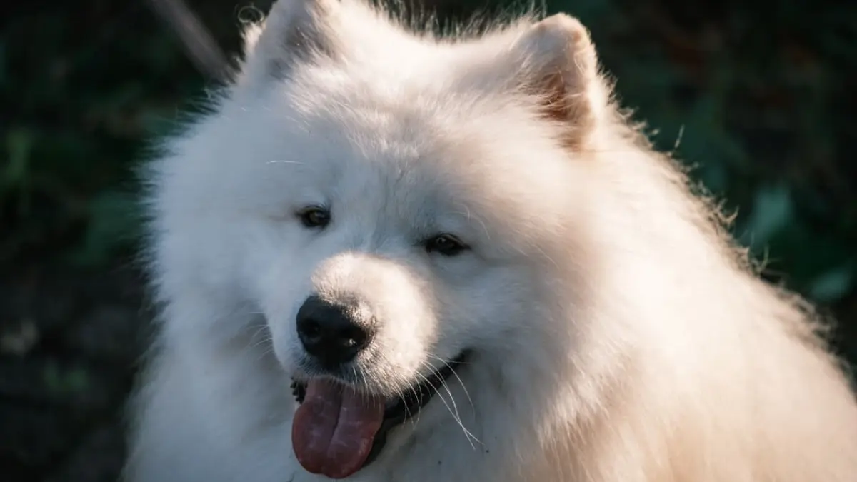 Anjing Samoyed dikenal dengan senyum khas, bulu putih tebal, dan sifatnya yang ramah. (Pexels/Haberdoedas Photography)