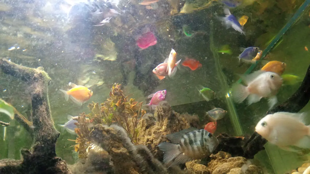 Aquarium berisi ikan hias warna-warni masih menjadi pilihan untuk mempercantik rumah dan tempat usaha. (Balquisse untuk Radar Banyuwangi)