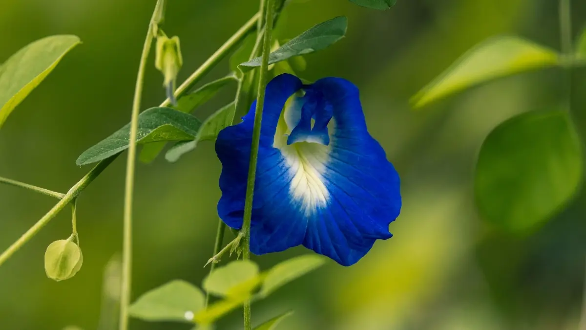Bunga telang semakin populer sebagai herbal alami kaya antioksidan. (Pexels/Ann Barnes)