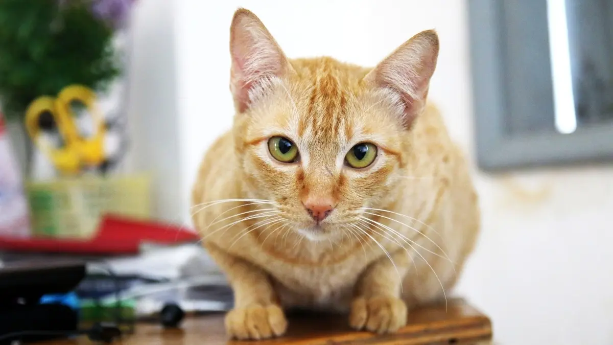 Memelihara kucing tidak hanya menjadi hobi. (Pexels/aries nha)