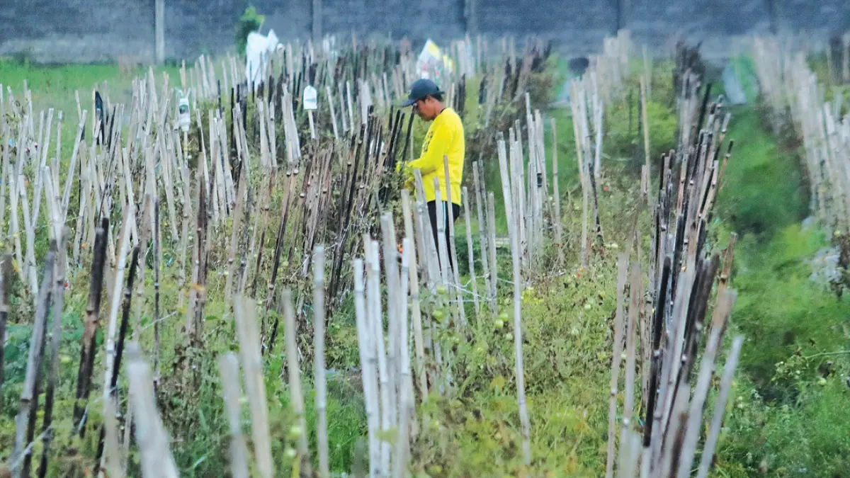 HARGA ANJLOK: Petani merawat tanaman tomat di persawahan Desa Sragi, Kecamatan Songgon, Rabu (5/8). (Salis Ali/Radar Banyuwangi)