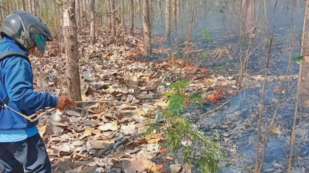 Petugas Perhutani bergegas memadamkan api di hutan jati Petak 82i RPH Kesilirbaru, BKPH Sukomade, KPH Banyuwangi Selatan, Kamis siang (6/8). (Sugeng for Radar Banyuwangi)