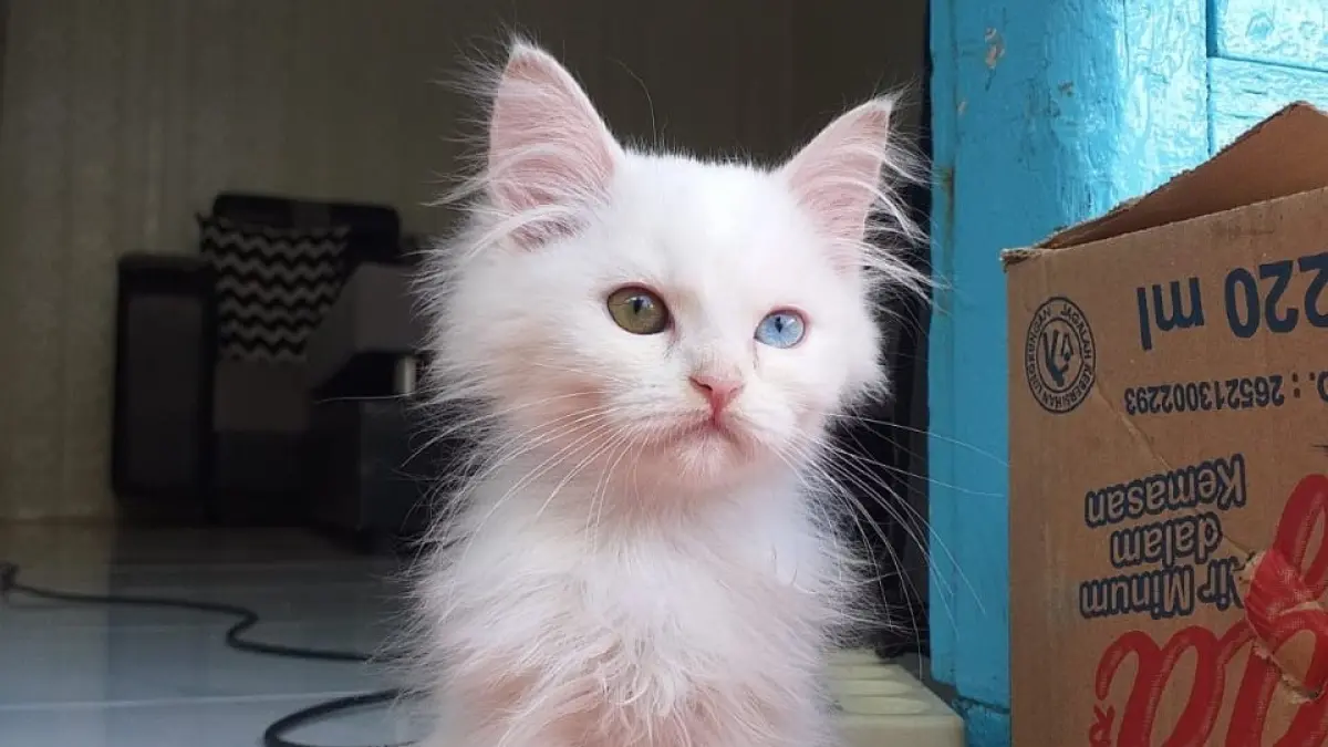 Tidak semua kucing odd-eye atau bermata dua warna pasti tuli. (Meivira untuk Radar Banyuwangi)