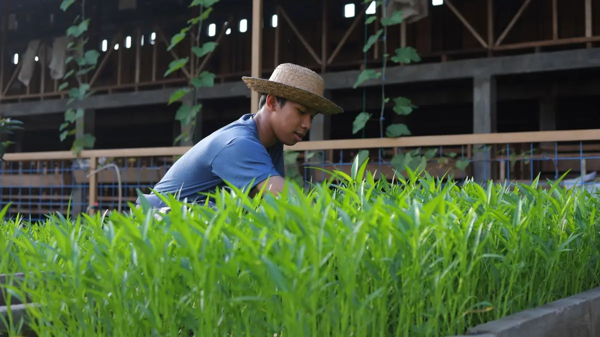 Rooftop farming mengubah atap gedung menjadi kebun produktif di tengah keterbatasan lahan kota. (Pexels/SenzaOrostix Husain Umar)