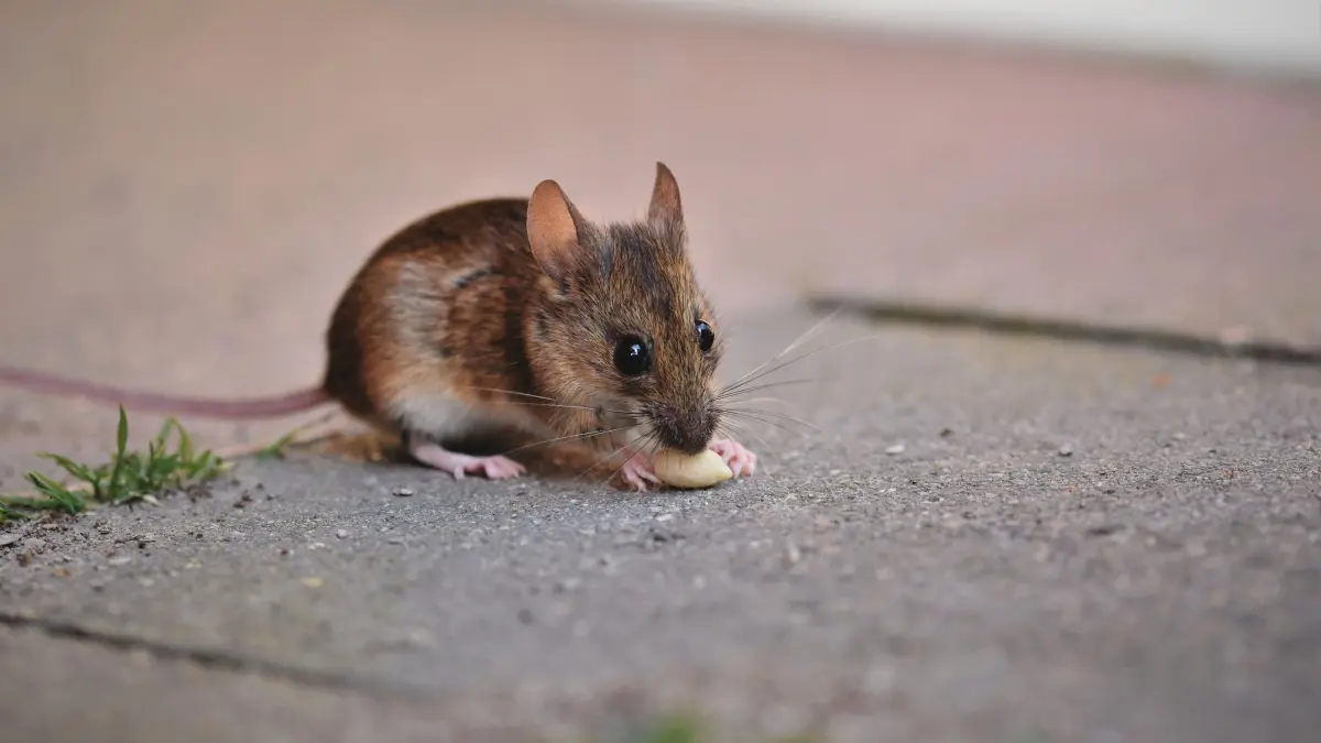 Bangkai tikus jangan disentuh atau dibuang ke selokan sembarangan. (Pexels/Ralph)