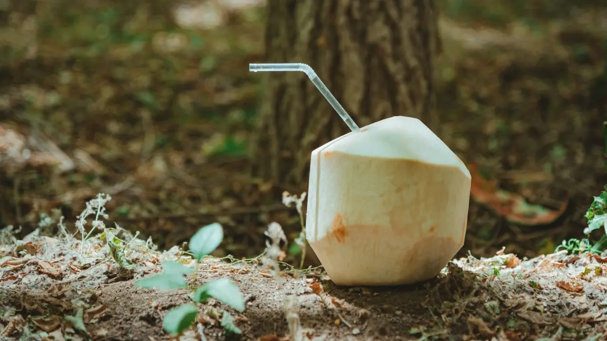 Kelapa muda menjadi pilihan minuman yang menyegarkan saat cuaca panas. Selain mengandung air dan elektrolit, konsumsi sebaiknya tetap dalam jumlah wajar serta tidak berlebihan dalam menggunakan pemanis tambahan. (Pexels/SONIC)