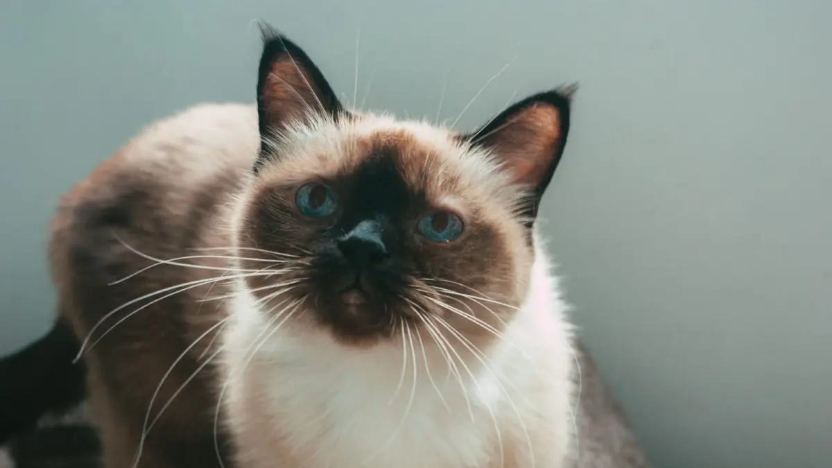 Kucing Siam dikenal lewat mata biru terang, tubuh ramping, serta pola colorpoint yang membuat bagian wajah, telinga, kaki, dan ekornya tampak lebih gelap. (Pexels/Dagmara Dombroska)