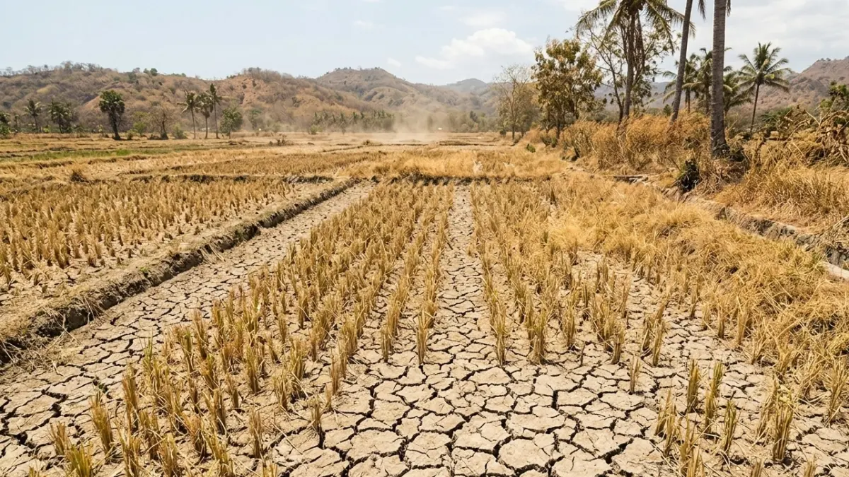 Kondisi lahan yang mengering saat musim kemarau. BMKG mengingatkan El Nino berkategori kuat berpotensi membuat kemarau di Jawa Timur lebih kering dan meningkatkan risiko karhutla hingga awal 2027. (Gemini AI)