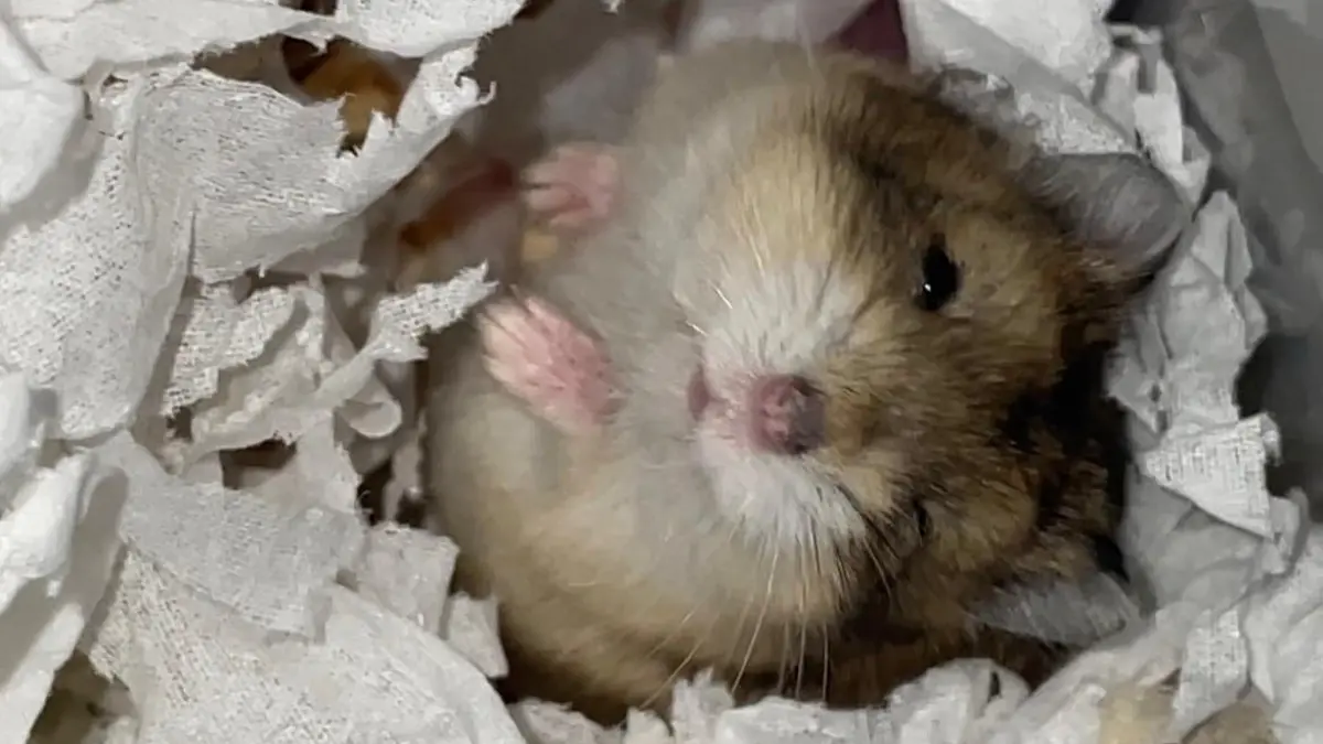 Hamster di dalam kandang yang bersih dan tertata. Perawatan rutin, makanan cukup, serta ruang untuk beraktivitas menjadi bagian penting agar hamster tetap sehat dan nyaman. (Desi untuk Radar Banyuwangi)