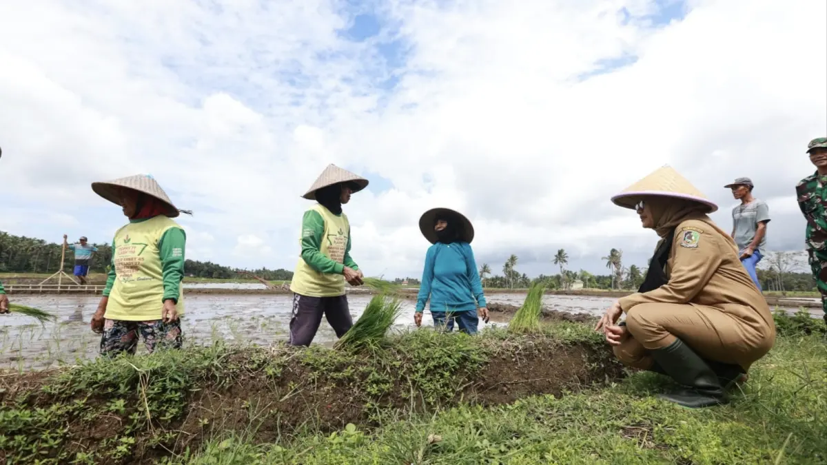 Produktivitas pertanian menjadi salah satu fokus pembangunan Banyuwangi untuk menjaga ketahanan pangan dan mendukung agenda swasembada pangan nasional. (Portal Banyuwangi)