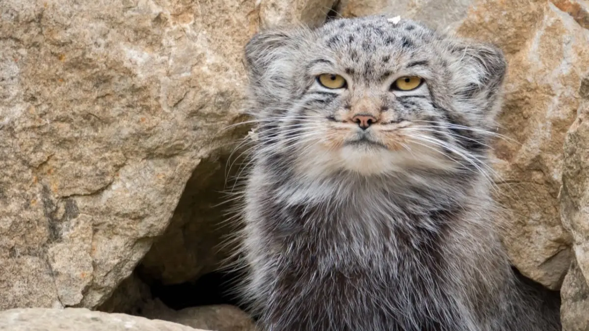 Pallas’s cat atau manul (Otocolobus manul) dikenal dengan bulu sangat lebat, telinga rendah, dan ekspresi wajah yang terlihat seperti selalu kesal. Di balik penampilannya yang menggemaskan, satwa ini merupakan kucing liar penghuni stepa dan pegunungan Asia Tengah. (Pexels/Radovan Zierik)