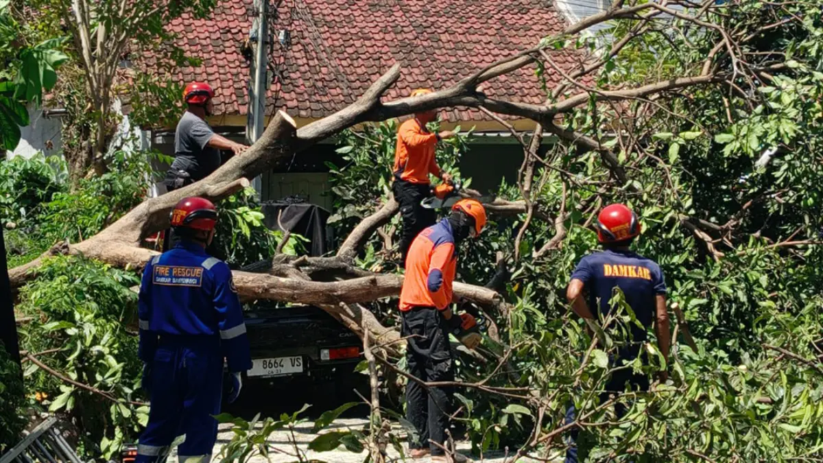 EVAKUASI: Tim TRC BPBD Banyuwangi mengevakuasi pohon tumbang di Perumahan Permata Husana, Kelurahan/Kecamatan Giri, Rabu (19/8). (BPBD for Radar Banyuwangi)