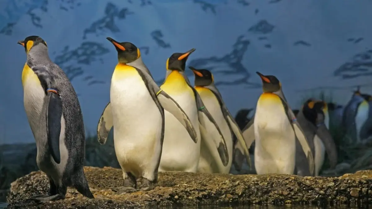 Koloni Emperor Penguin membentuk kelompok rapat untuk mengurangi kehilangan panas tubuh saat menghadapi suhu ekstrem Antartika. (Pixabay)