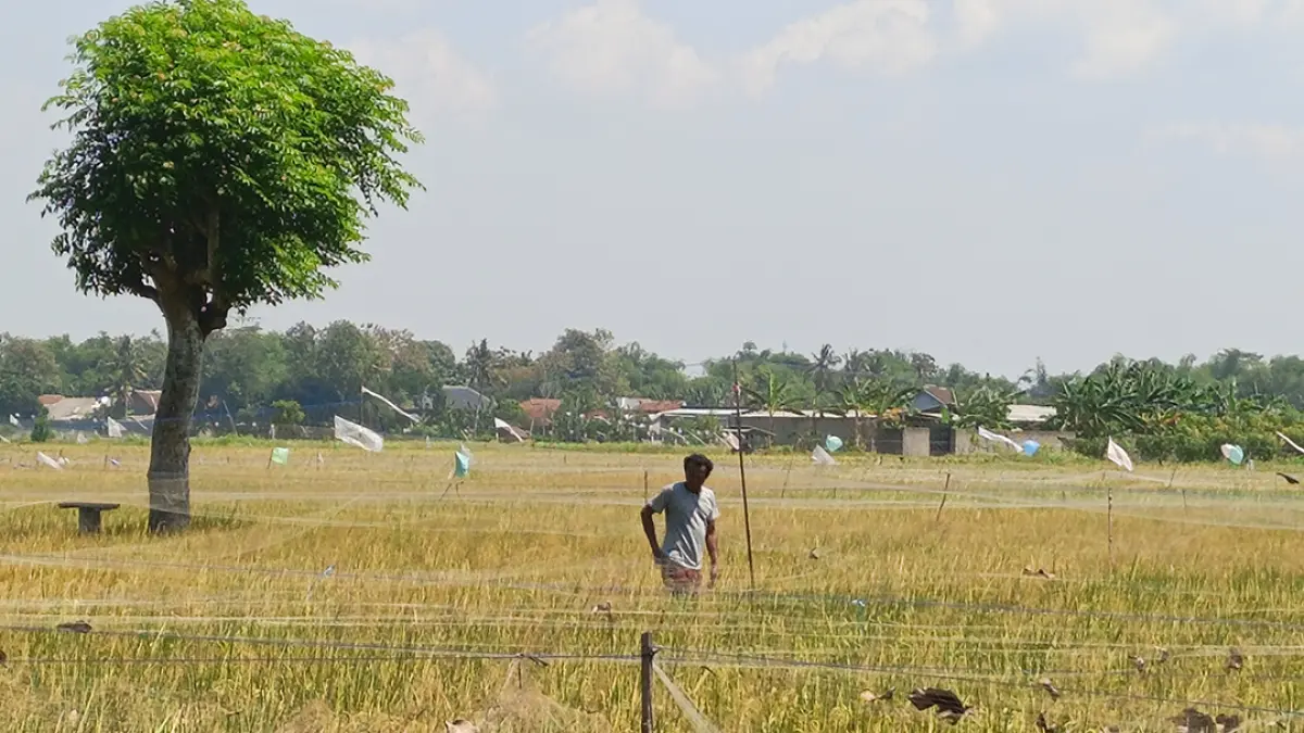 KREATIF: Tanaman padi yang hampir panen dipasang jaring untuk menghindari serangan burung di Desa Purwodadi, Kecamatan Gambiran, Rabu (18/8). (Zamrozi Wahyu/Radar Banyuwangi)