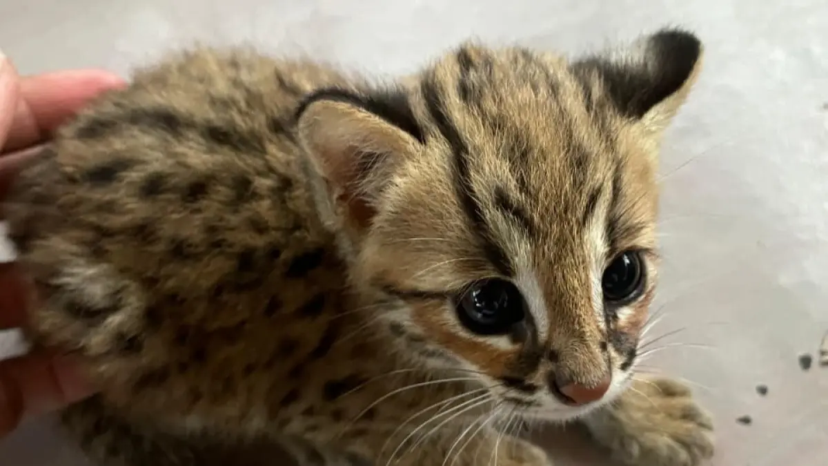 Kucing kuwuk (Prionailurus bengalensis) merupakan kucing liar yang hidup di habitat alaminya dan bukan kucing peliharaan domestik. (Meivira untuk Radar Banyuwangi)