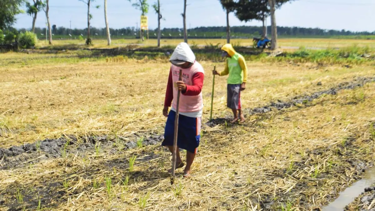 BERALIH TANAM: Usai menanam padi, petani ganti tanaman jagung di Desa Kedungasri, Kecamatan Tegaldlimo, Jumat (21/8). (Zamrozi Wahyu/Radar Banyuwangi)