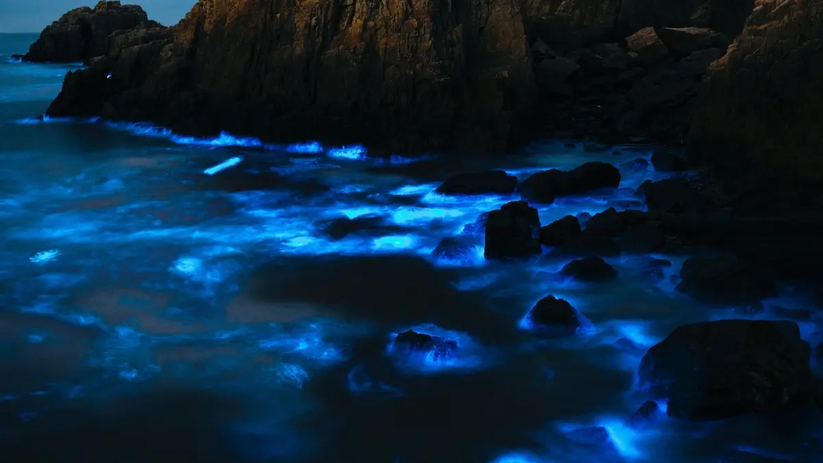 Pendaran biru bioluminesensi membuat permukaan laut tampak seperti lautan bintang ketika ombak dan gerakan air memicu cahaya alami. (Pexels/Chasing Lyu)
