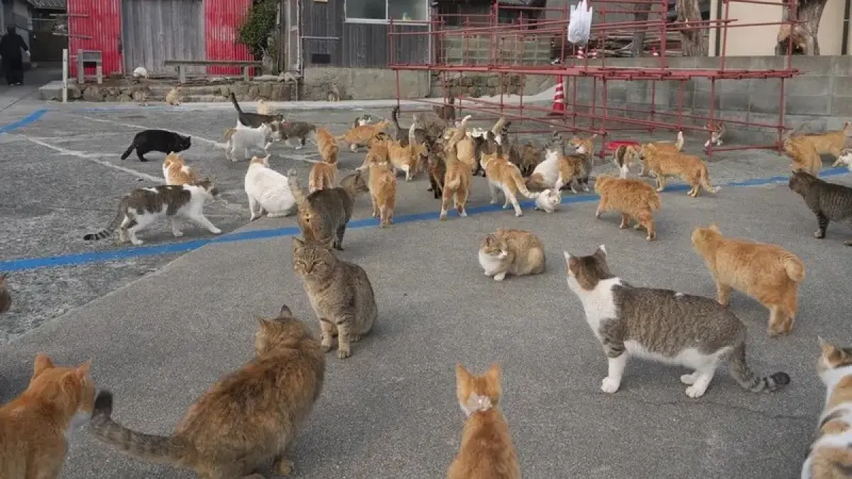 Ratusan kucing menjadi bagian tak terpisahkan dari kehidupan di Tashirojima, Jepang, yang dikenal sebagai salah satu Pulau Kucing paling populer di dunia. (Traveloka)