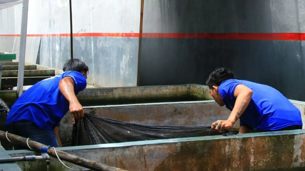Budidaya perikanan menjadi salah satu keterampilan yang diproyeksikan dalam program pembinaan kemandirian warga binaan Lapas Banyuwangi. (Lapas untuk Radar Banyuwangi)