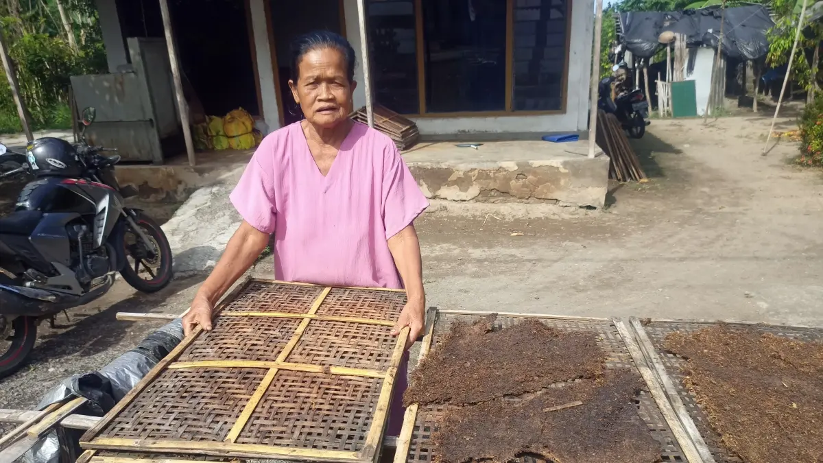 Petani tembakau di Desa Kumendung, Kecamatan Muncar, memanfaatkan cuaca kemarau untuk mempercepat proses pengeringan hasil panen. (Zamrozi Wahyu/Radar Banyuwangi)