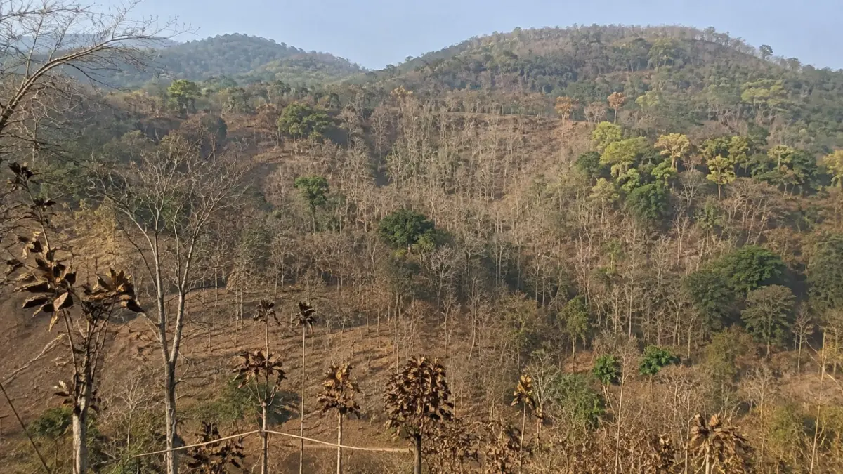 Vegetasi yang mengering selama musim kemarau meningkatkan risiko muncul dan meluasnya titik api di kawasan hutan Banyuwangi. (ChatGPT)