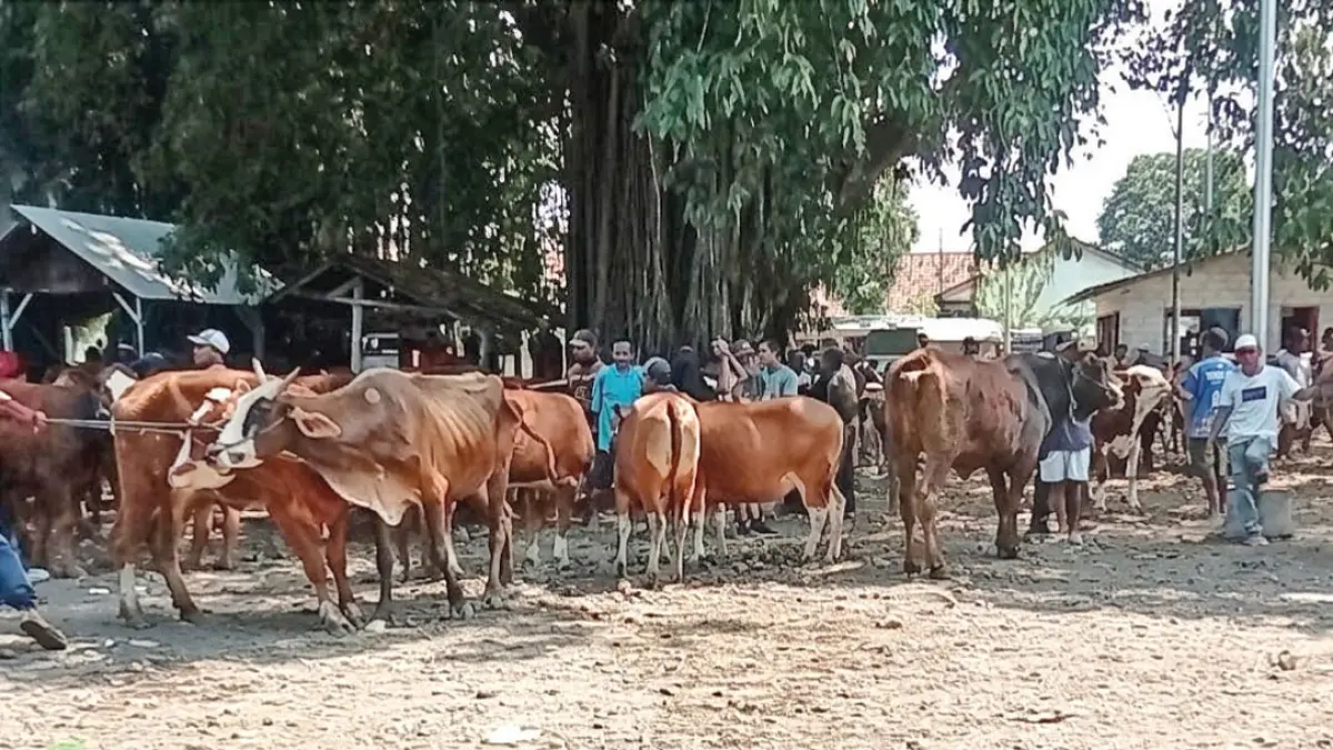 Jumlah sapi yang diperjualbelikan di Pasar Hewan Rogojampi turun dibanding kondisi normal sebanyak 100 ekor menjadi 75 ekor, Rabu (26/8). (Eko for Radar Banyuwangi)