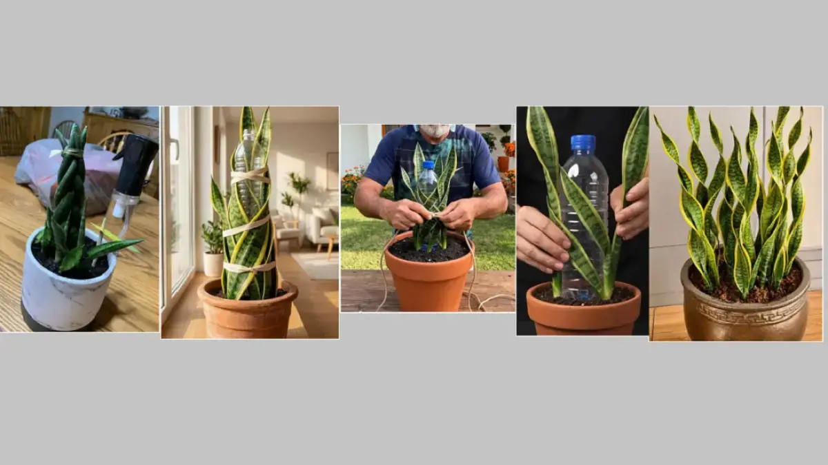 Tanaman lidah mertua dapat dibentuk menjadi spiral dengan bantuan botol plastik dan tali lembut tanpa memaksa daun menekuk tajam. (BALCONYGARDENWEB)