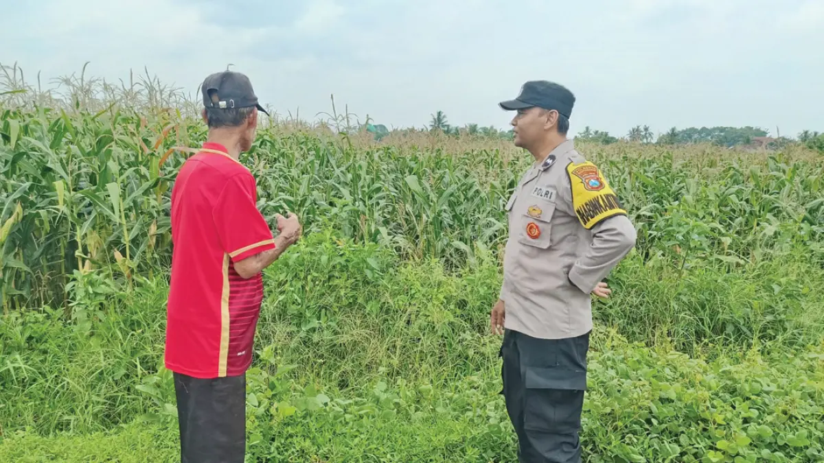 Bhabinkamtibmas Desa/Kecamatan Purwoharjo meninjau tanaman jagung di wilayahnya Kamis (27/8). (Agus Suhartono for Radar Banyuwangi)