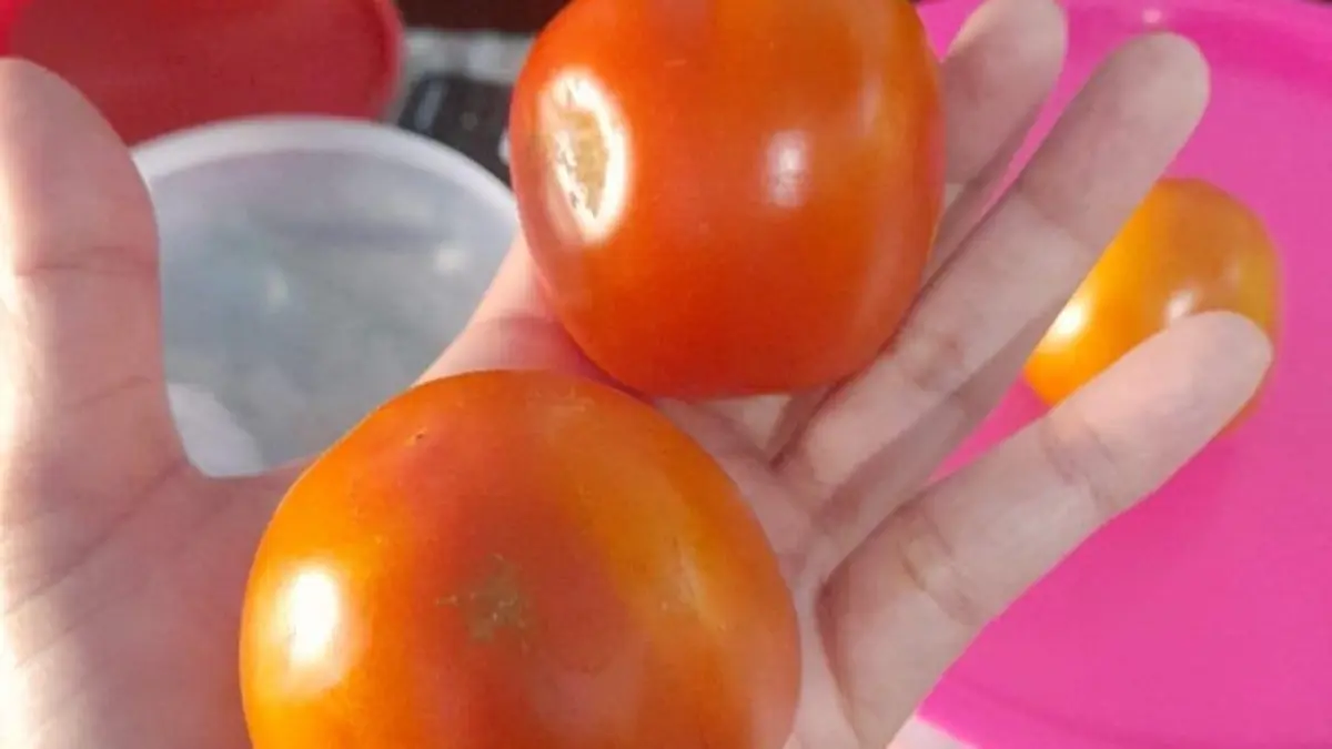 Tomat dapat digunakan untuk berbagai kebutuhan memasak, mulai dari sambal dan lalapan hingga campuran tumisan, sup, dan olahan telur. (Desi untuk Radar Banyuwangi)