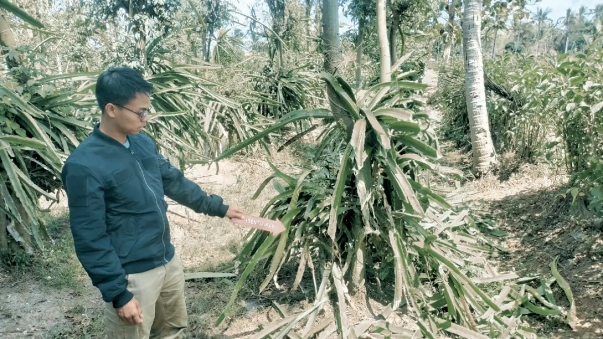 OLAH TKP: Anggota Polsek Tegaldlimo melakukan pemeriksaan di kebun buah naga di Desa Wringinpitu, Kecamatan Tegaldlimo, Rabu (2/9). (Sadimun for Radar Banyuwangi)