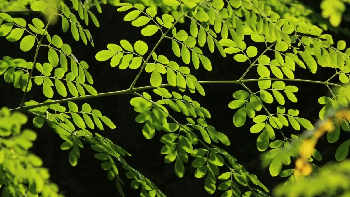 Petani memanen daun kelor. Selain dikenal dalam tradisi masyarakat Indonesia, kelor memiliki potensi sebagai bahan pangan nabati bergizi dan dapat dikembangkan untuk berbagai keperluan. (Pexels/Jahra Tasfia Reza)