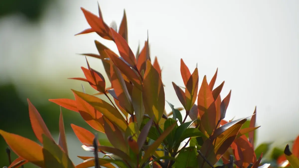 Pucuk merah selama ini dikenal sebagai tanaman hias. Daunnya ternyata dapat diolah menjadi seduhan herbal, meski manfaat kesehatannya masih memerlukan pembuktian klinis lebih lanjut. (Pexels/Shahinsha Mahammad)